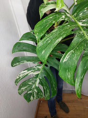 Monstera Variegata Adult