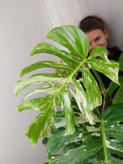Monstera Variegata Adult