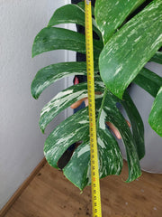 Monstera Variegata Adult