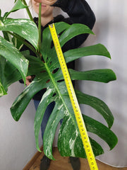 Monstera Variegata Adult