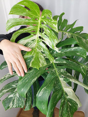 Monstera Variegata Adult
