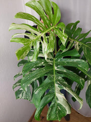 Monstera Variegata Adult