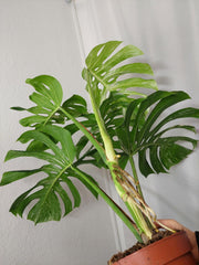 Monstera Variegata Adult