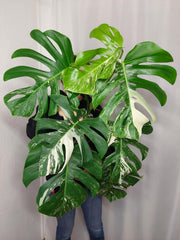 Monstera Variegata Adult