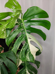 Monstera Variegata Adult