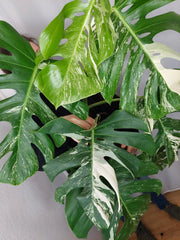 Monstera Variegata Adult