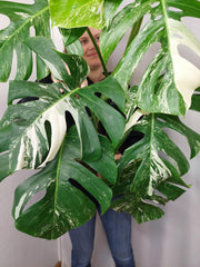 Monstera Variegata Adult