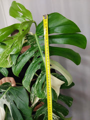Monstera Variegata Adult