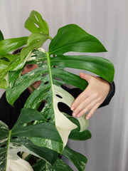 Monstera Variegata Adult