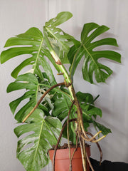 Monstera Variegata Adult