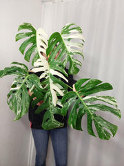 Monstera Variegata Adult