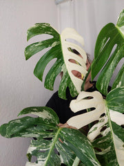 Monstera Variegata Adult