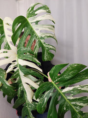 Monstera Variegata Adult