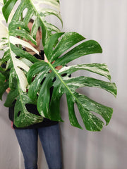 Monstera Variegata Adult