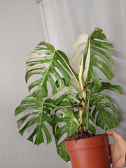 Monstera Variegata Adult