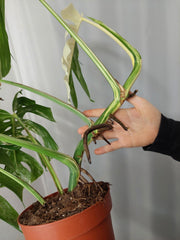 Monstera Variegata Adult