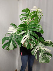 Monstera Variegata Adult