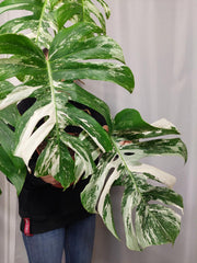 Monstera Variegata Adult