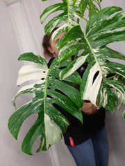 Monstera Variegata Adult