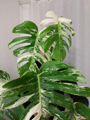 Monstera Variegata Adult