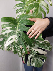 Monstera Variegata Adult