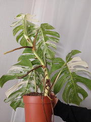 Monstera Variegata Adult