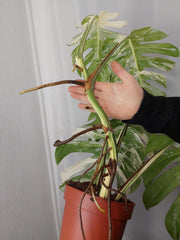 Monstera Variegata Adult