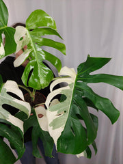 Monstera Variegata Adult