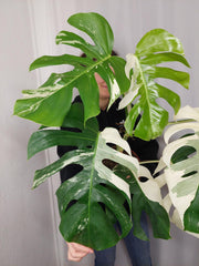 Monstera Variegata Adult