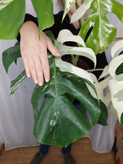 Monstera Variegata Adult
