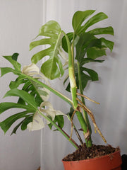 Monstera Variegata Adult