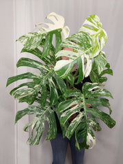 Monstera Variegata Adult