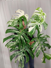 Monstera Variegata Adult