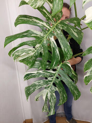 Monstera Variegata Adult