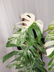Monstera Variegata Adult