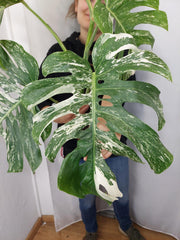 Monstera Variegata Adult