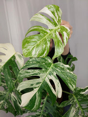 Monstera Variegata Adult