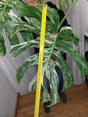 Monstera Variegata Adult
