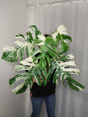 Monstera Variegata Adult
