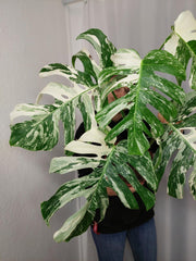 Monstera Variegata Adult