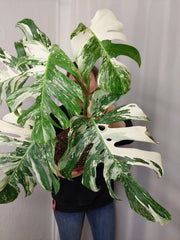Monstera Variegata Adult