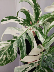 Monstera Variegata Adult