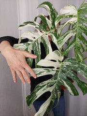 Monstera Variegata Adult