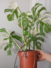 Monstera Variegata Adult