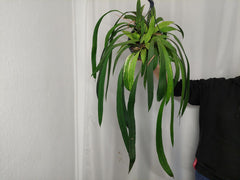Anthurium Vittarifolium Aurea Variegata groß