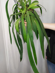 Anthurium Vittarifolium Aurea Variegata groß