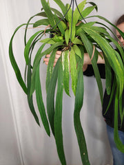 Anthurium Vittarifolium Aurea Variegata groß