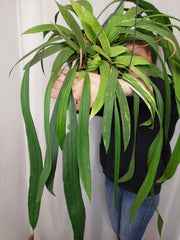 Anthurium Vittarifolium Aurea Variegata groß