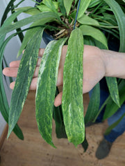 Anthurium Vittarifolium Aurea Variegata groß