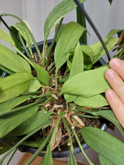 Anthurium Vittarifolium Aurea Variegata groß